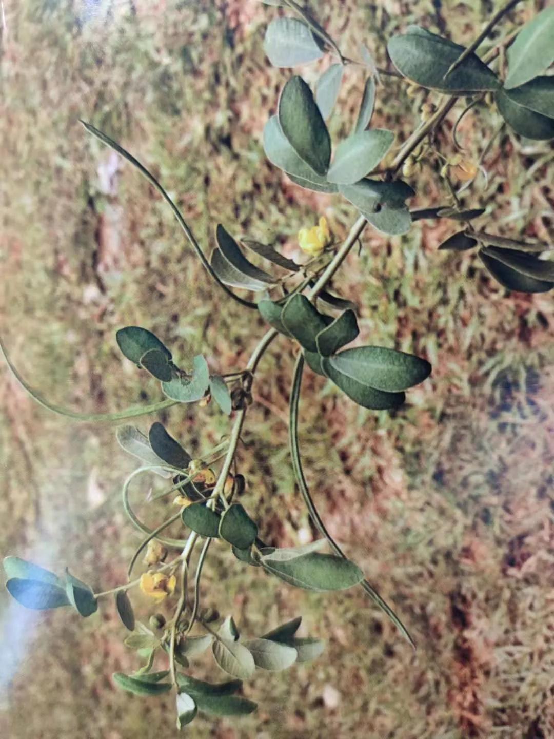 清肝明目、潤腸通便、降壓降膽固醇——決明子